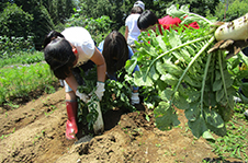 甲府プロジェクト